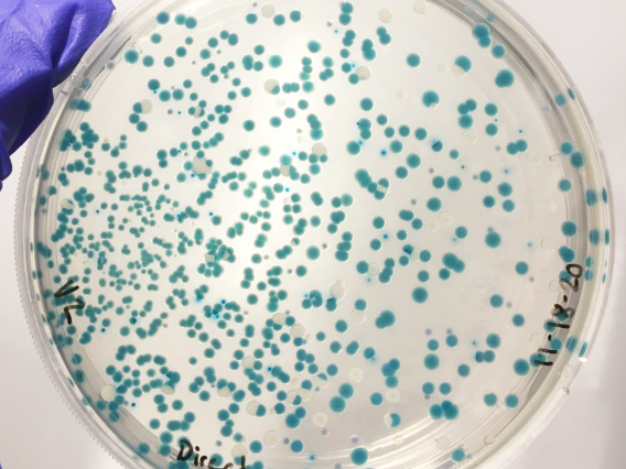 Image of microbiology plate with colonies of bacteria