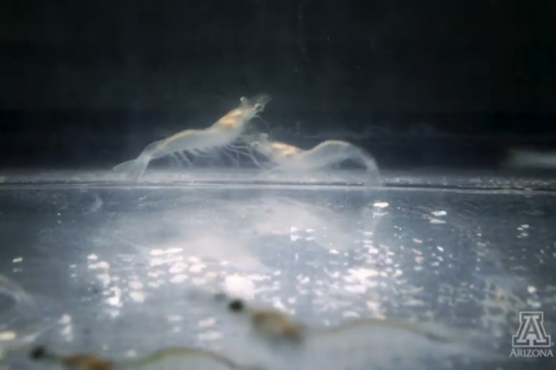 Images of shrimp in a tank